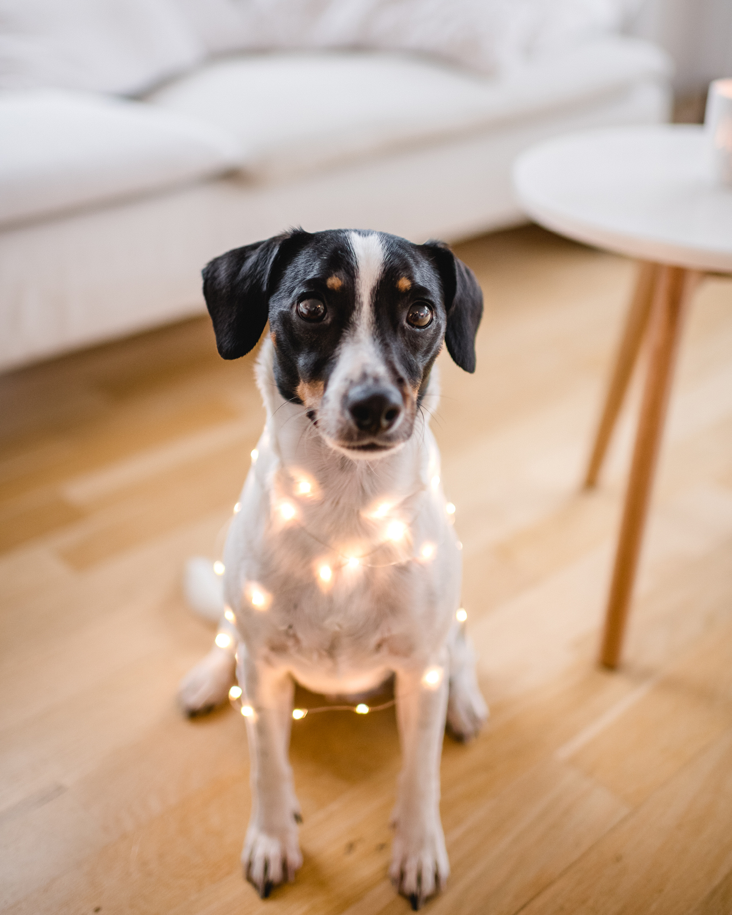 Motiv-Ideen für den Fotokalender: Haustier fotografieren