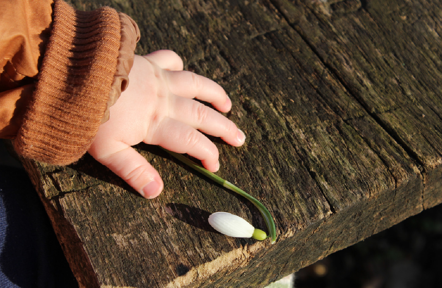 Babyhand greift nach einem Schneeglöckchen, das auf einem rustikalen Holzbrett liegt.