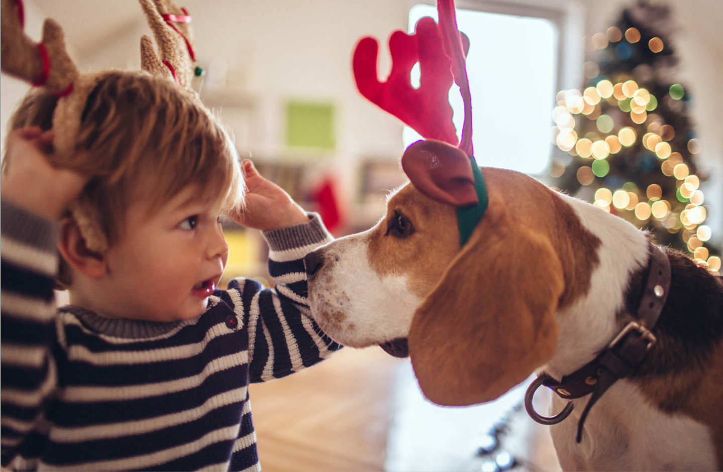 kleiner Junge und Hund machen zusammen Quatsch und haben weihnachtlichen Kopfschmuck auf.