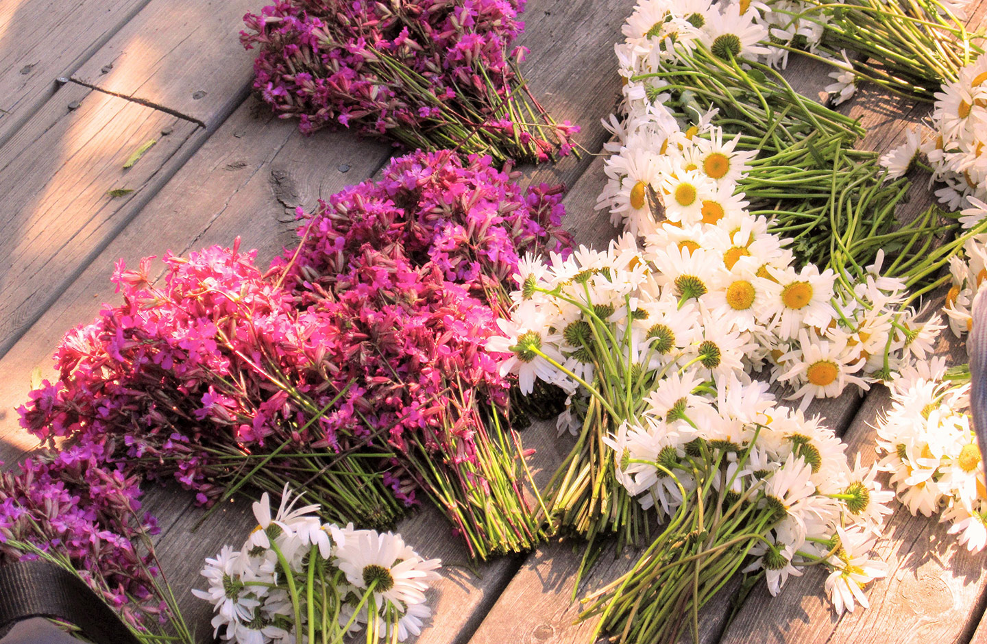 Blumen für Blumenkränze gesammelt